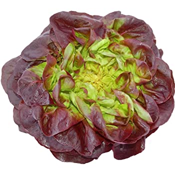 Salade 'laitue rouge'
