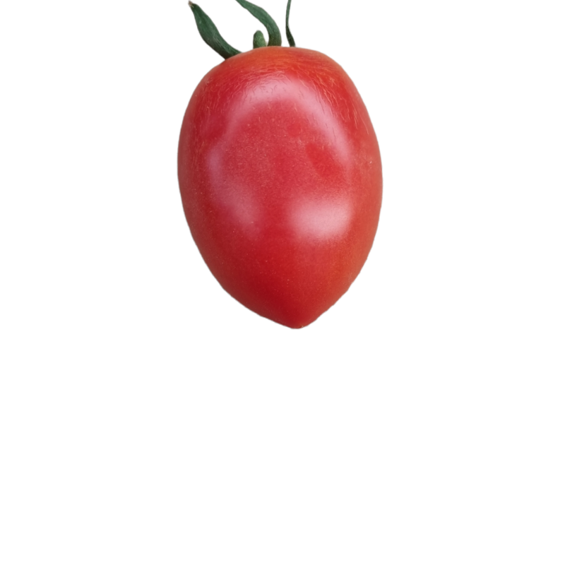Tomates 'ROMA '