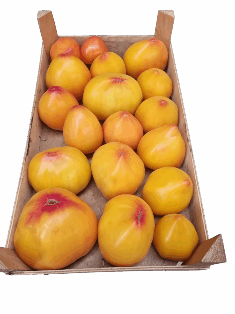 Tomates 'Cœur de bœuf ' - Jaunes