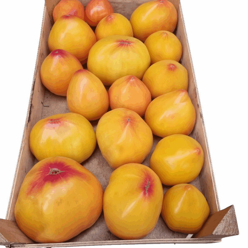 Tomates 'Cœur de bœuf ' - Jaunes