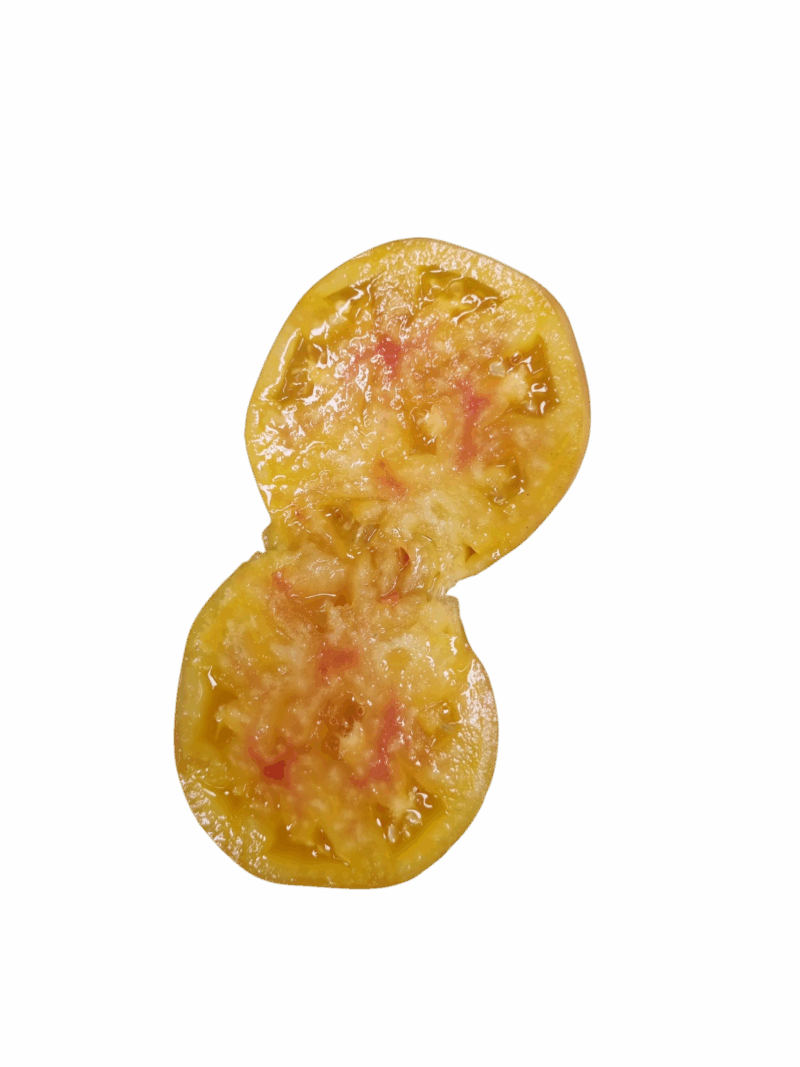 Tomates 'Cœur de bœuf ' - Jaunes – Image 2