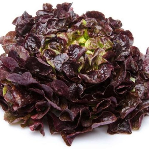 Salade 'feuilles de chêne rouge'
