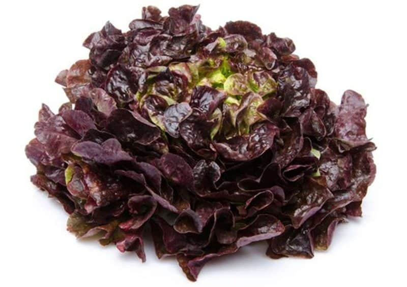 Salade 'feuilles de chêne rouge'
