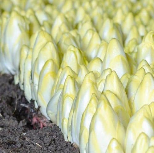 Chicons pleine terre