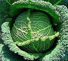 Chou vert