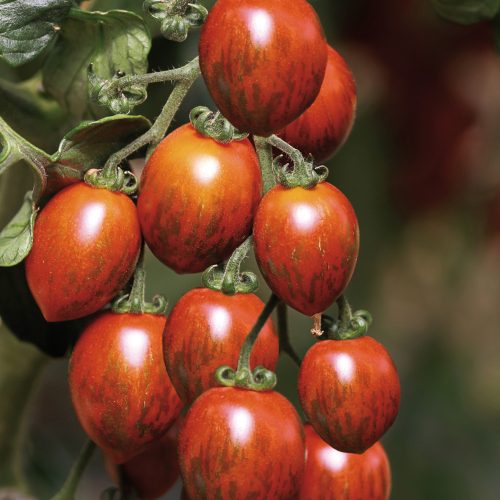Tomates cerises ' Cookie '