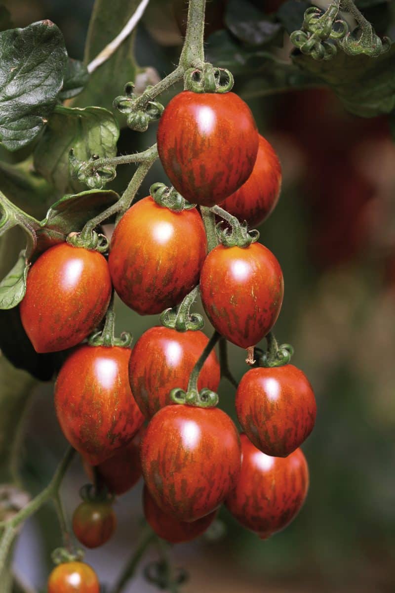 Tomates cerises ' Cookie '