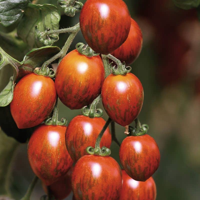 Tomates cerises ' Cookie '