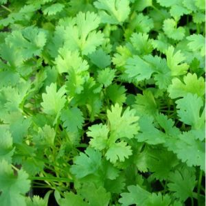 Coriandre fraîche