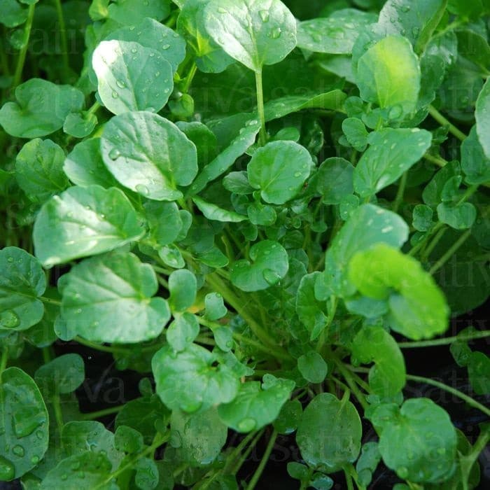 Cresson de jardin
