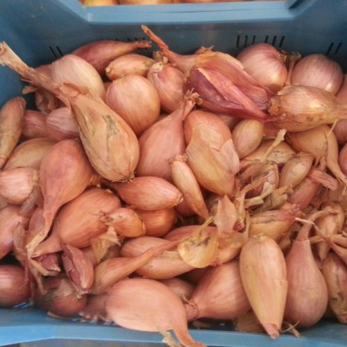 Echalotes "cuisse de poulet"