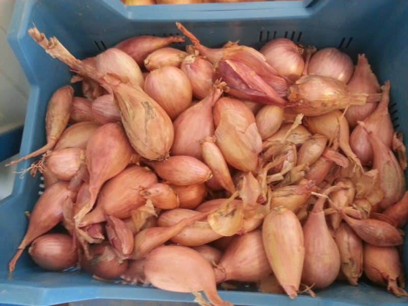 Echalotes "cuisse de poulet"