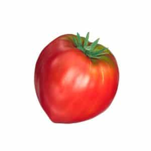 Tomates 'Cœur de bœuf '