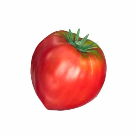 Tomates 'Cœur de bœuf '