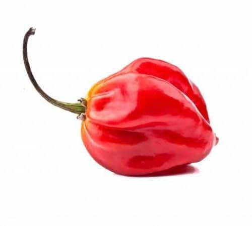 Piment rouge habanero