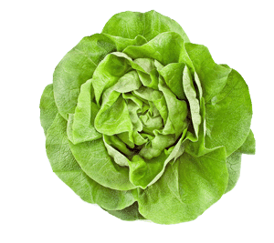 Salade 'laitue verte'