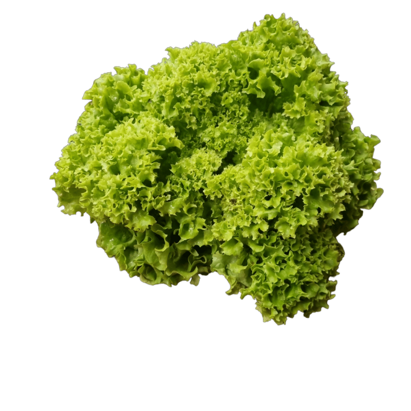 Salade lolo verte