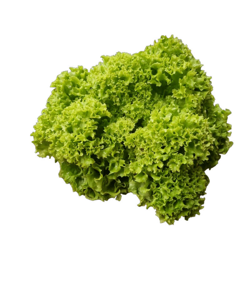 Salade lolo verte