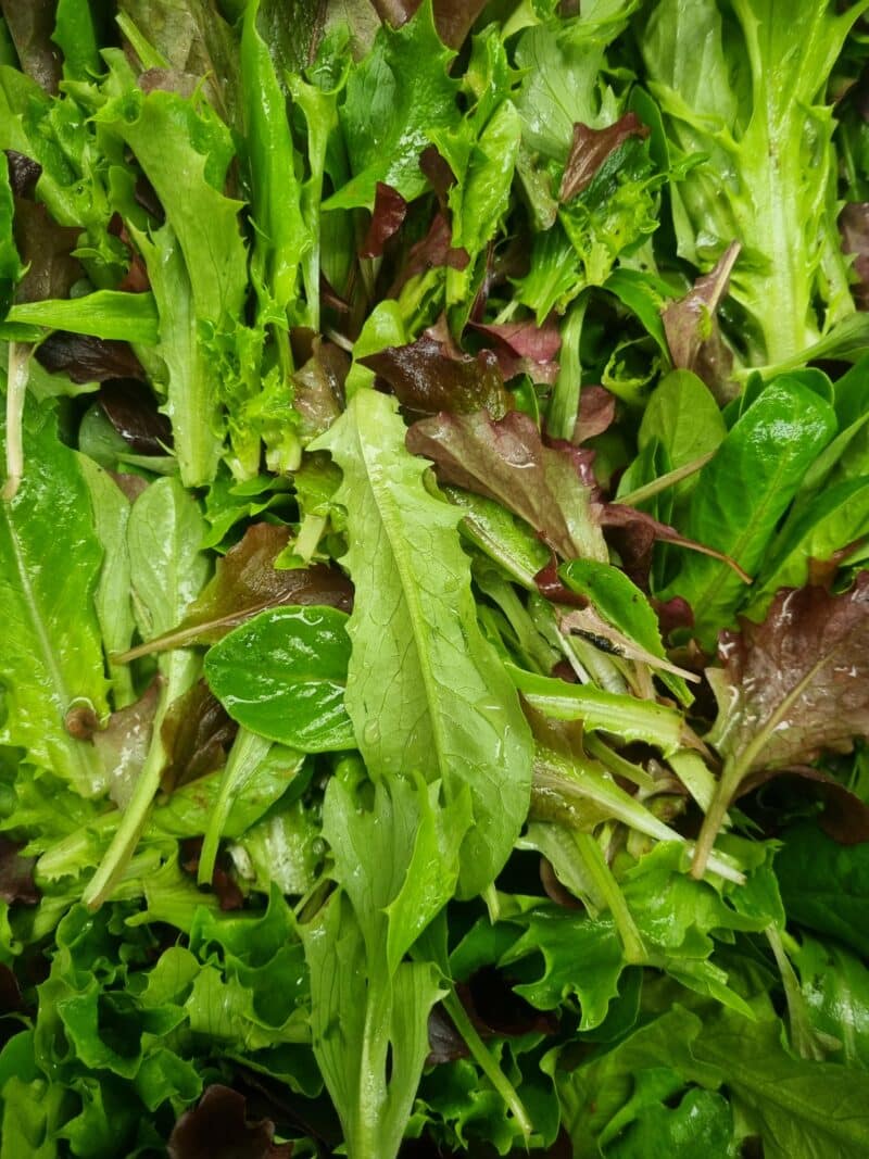 Mesclun