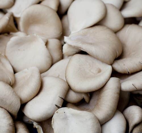 Champignons pleurotes