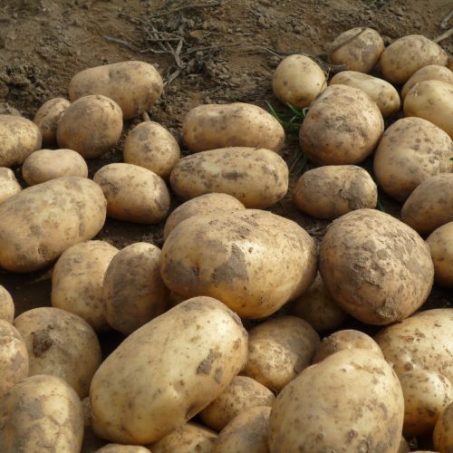 Pommes de terre Agila nouvelle