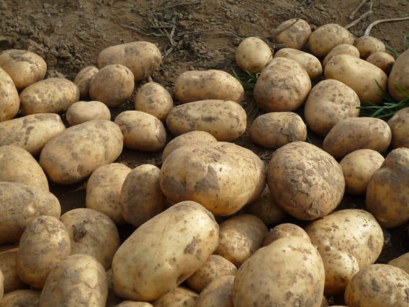 Pommes de terre Agila nouvelle