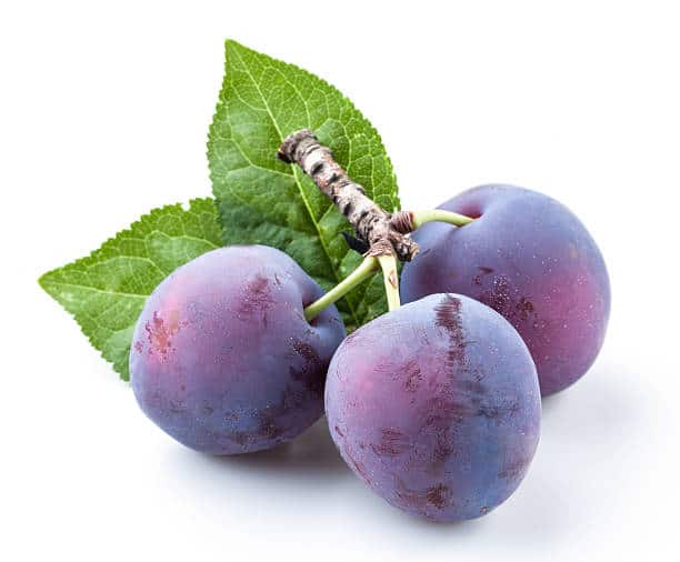 Prune quetsche