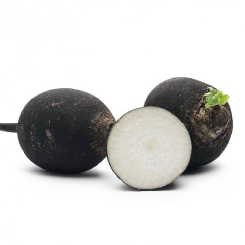 Radis noir rond