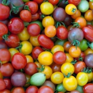 Tomates cerises mélange