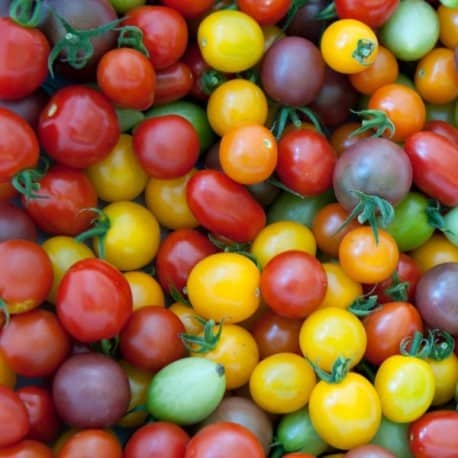 Tomates cerises mélange